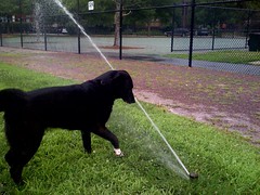 Kaya vs the Sprinkler