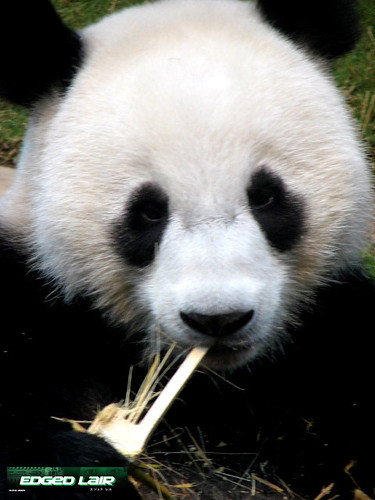 I want bamboo