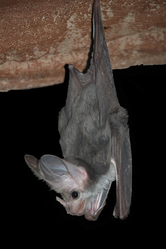 الثدييات الخفاش لكنه يطير من دراسة جديدة: