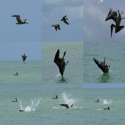 Pelicans And how they fish