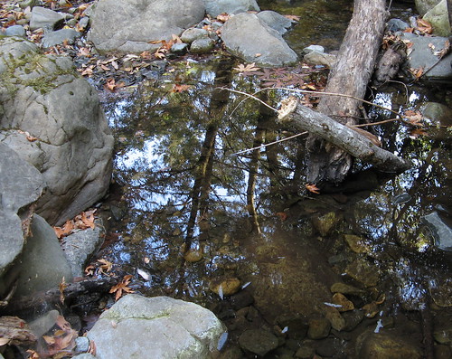 Trees reflected in the creek