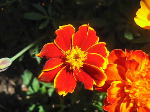 Vibrant Marigolds