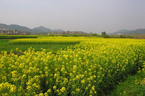 Rapeseed in bloom - SheCun Village, Jiangsu, China