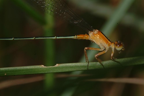 Ischnura senegalensis, female