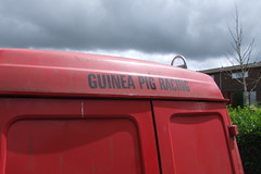 Guinea Pig Racing #12