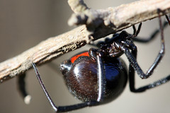 Black Widow Spider - by peasap