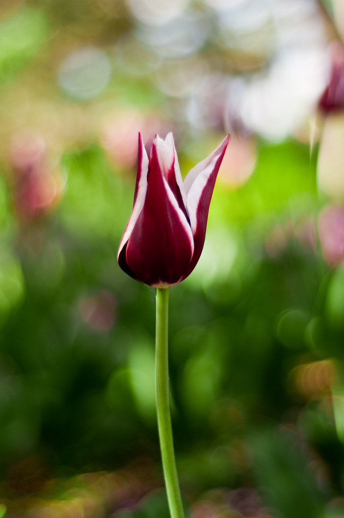 single maroon and white tulip