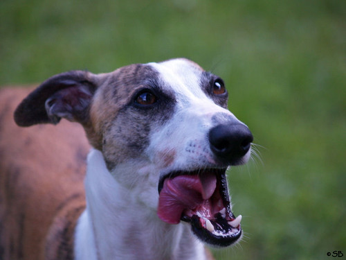 Whippet: Joey of Champ's Runners