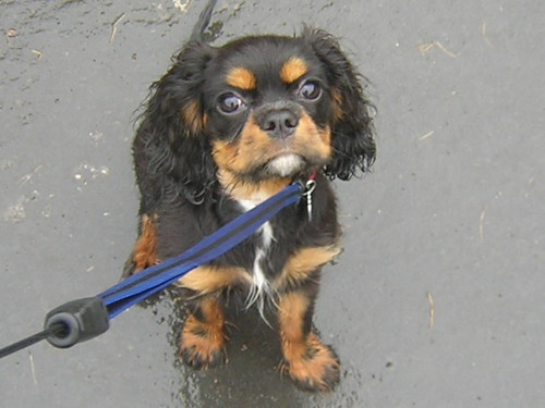 king charles spaniel ruby and white