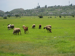 Sheep and goats grazing in central Mexico