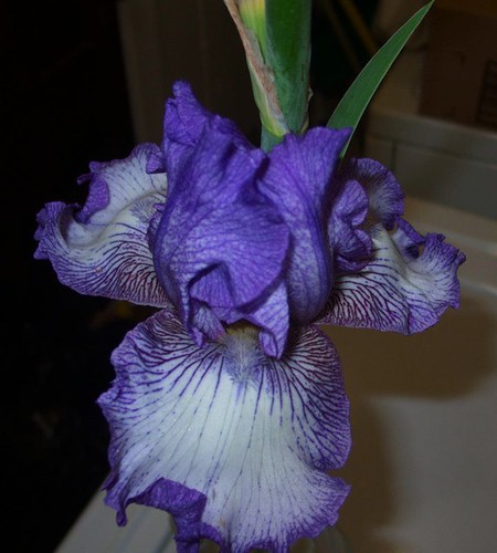 November Iris Bloom, close up
