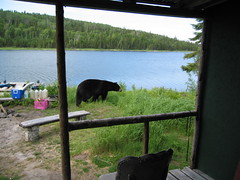 The "curious bear" comes to dinner