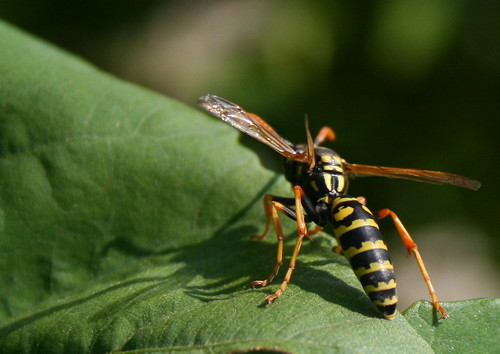 A Wicked Wasp
