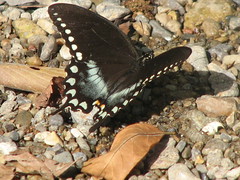 Spicebush swallowtail