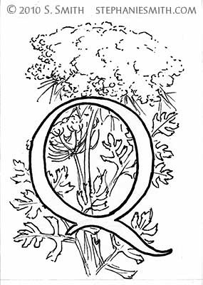 Q is for Queen Anne's Lace