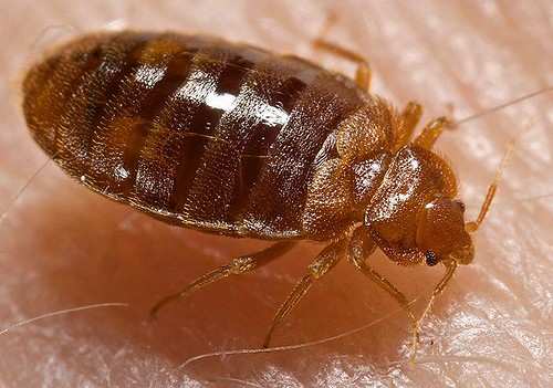 Bed bug (Cimex lectularius)