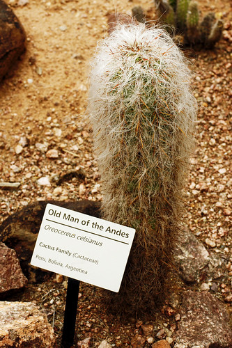 Aw, I love this cactus