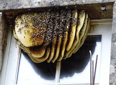 Honeybee Nest Removal - 07