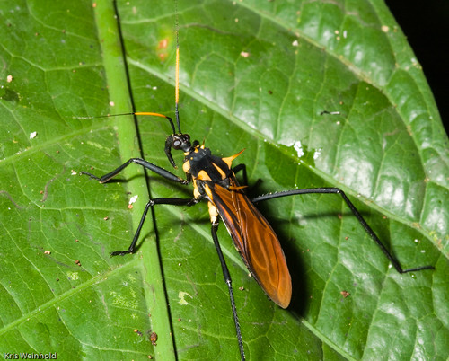 Amazon Wasp