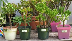Jade plants
