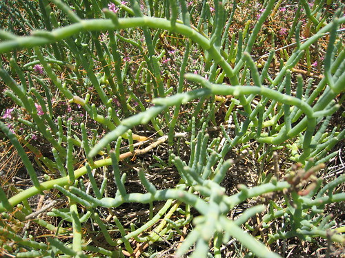 Pickelweed
