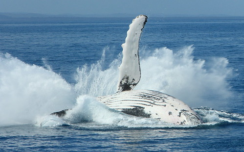 Hervey Bay Whales 1001
