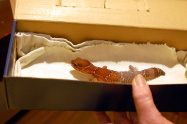 10Scout-gecko.jpg