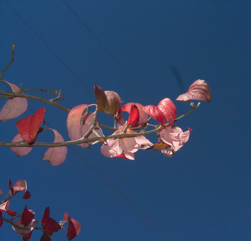 Dogwood branch against the blue sky