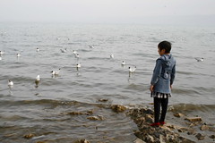 Xining - Bird Island west of Qinghai Lake