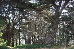 tree shapes Southern Walkway