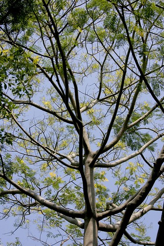 Acrocarpus fraxinifolius 050122-5708
