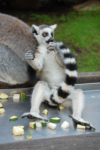 Ring-tailed lemurs at skansen