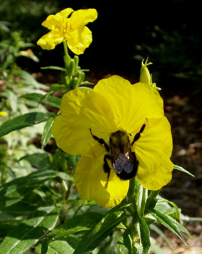 a bee, stuffing his face