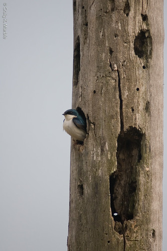 Tree Swallow on Nest