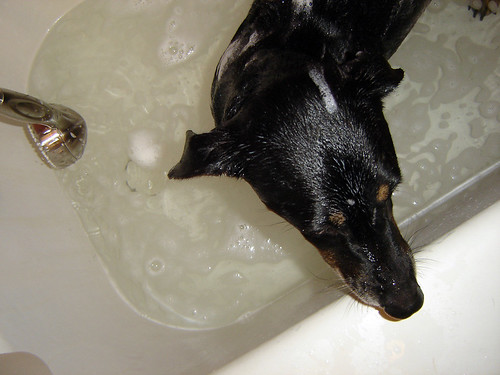 lucy gets a bath