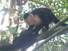 Monkeys at Manuel Antonio National Park