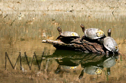 turtle turtle turtle!
