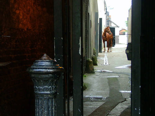 Horse in Alley