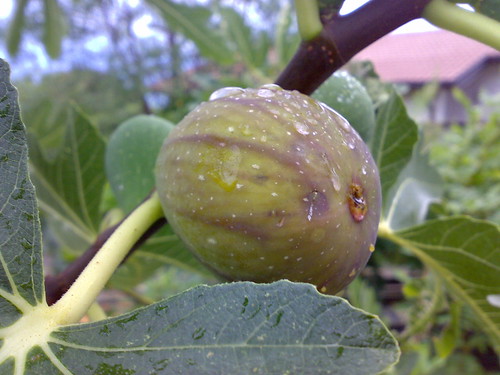 figs season is open