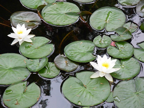 water lilies- sonnenberg