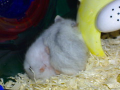 2007-09-27_hamsters-2