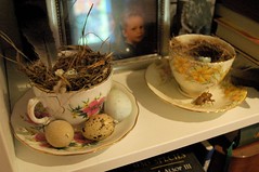 nests in tea cups