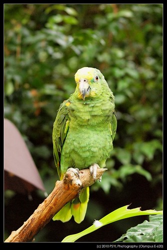 Casey, the Yellow-headed Amazon Parrot (Amazona oratrix)