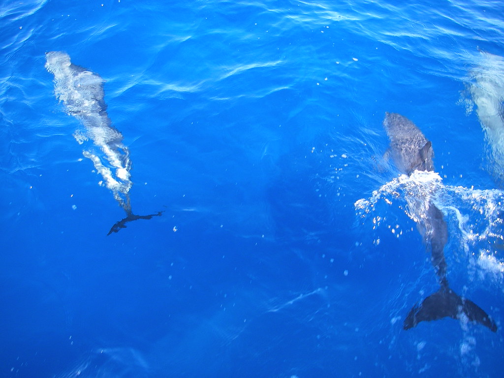 фото: Dolphins