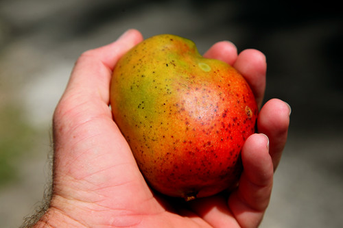 its mango season