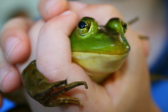 Froggin'
