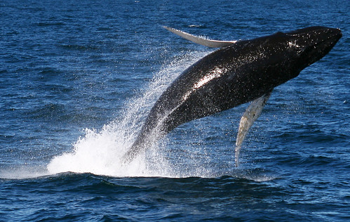  フリー画像| 動物写真| 哺乳類| 鯨/クジラ| 跳ぶ/ジャンプ|       フリー素材| 
