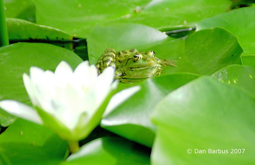 frog warming near a lotus flower