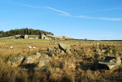 Farmhouse And Grazing Sheep