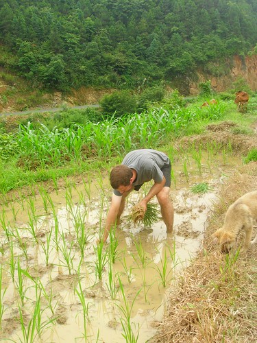 Transplanting rice